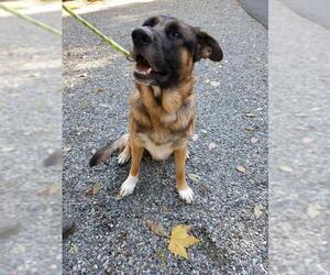 Shepweiller Dogs for adoption in Bellevue, WA, USA