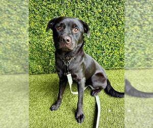 Labrador Retriever-Unknown Mix Dogs for adoption in Naples, FL, USA