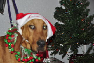Medium Photo #1 Redbone Coonhound-Unknown Mix Puppy For Sale in Marble, NC, USA
