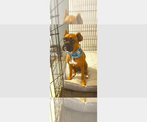 Boxer Dogs for adoption in Austin, TX, USA