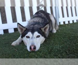 Siberian Husky-Unknown Mix Dogs for adoption in Modesto, CA, USA