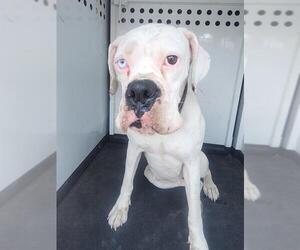 Boxer Dogs for adoption in Bakersfield, CA, USA