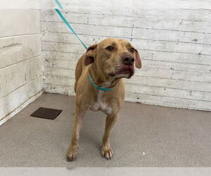 American Pit Bull Terrier Dogs for adoption in San Bernardino, CA, USA