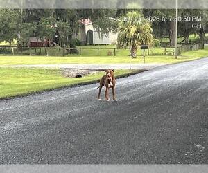 American Pit Bull Terrier Dogs for adoption in Ocala, FL, USA
