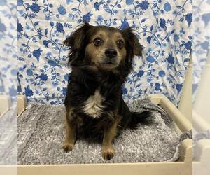 Chihuahua Dogs for adoption in Modesto, CA, USA