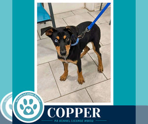 Mutt Dogs for adoption in Kimberton, PA, USA