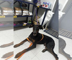 Doberman Pinscher Dogs for adoption in Coralville, IA, USA