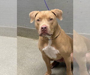 Mutt Dogs for adoption in Las Vegas, NV, USA