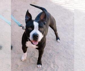 American Pit Bull Terrier-Unknown Mix Dogs for adoption in Las Vegas, NV, USA