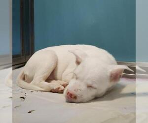 Mutt Dogs for adoption in San Antonio, TX, USA