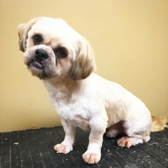 Lhasa Apso Dogs for adoption in Northport, AL, USA