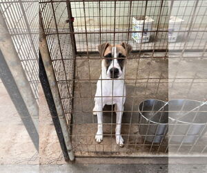 Mutt Dogs for adoption in Jackson, MS, USA