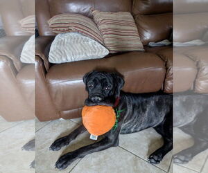 Mutt Dogs for adoption in Goodyear, AZ, USA