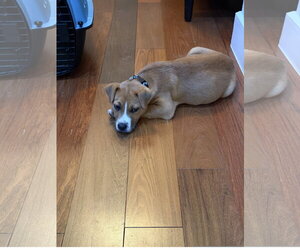 Beagle-Unknown Mix Dogs for adoption in Denton, TX, USA