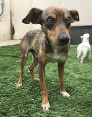 Miniature Pinscher Dogs for adoption in Holden, MO, USA