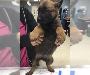 Mutt Dogs for adoption in Riverside, CA, USA