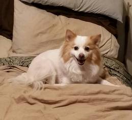 Pomeranian Dogs for adoption in Temple, GA, USA