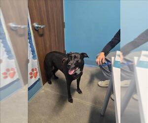 Labrador Retriever-Unknown Mix Dogs for adoption in Houston, TX, USA