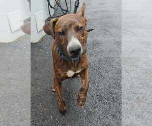Black Mouth Cur-Unknown Mix Dogs for adoption in Sterling, MA, USA