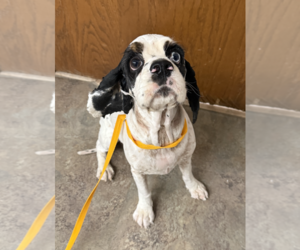 Cocker Spaniel Dogs for adoption in Coralville, IA, USA