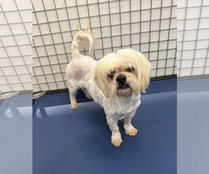 Peke-A-Tese Dogs for adoption in Chico, CA, USA