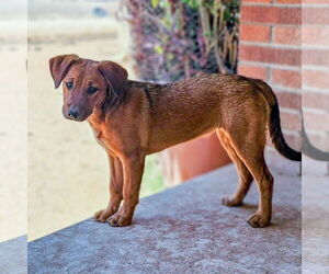 Mutt Dogs for adoption in Vail, AZ, USA