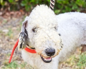 Bedlington Terrier Dogs for adoption in El Cajon, CA, USA