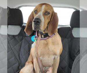 Redbone Coonhound Dogs for adoption in Evansville, IN, USA