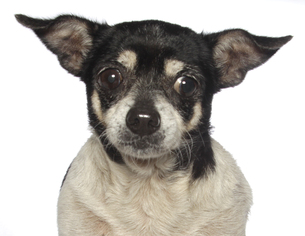Medium Photo #1 ShiChi Puppy For Sale in Oakland Park, FL, USA