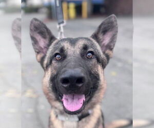 German Shepherd Dog-Unknown Mix Dogs for adoption in Lake Forest, CA, USA