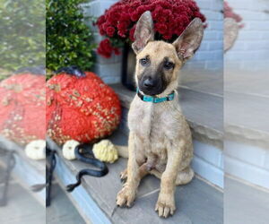 Mutt Dogs for adoption in Raleigh, NC, USA