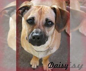 Daug Dogs for adoption in Anaheim Hills, CA, USA