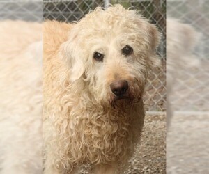 Labradoodle Dogs for adoption in Savannah, MO, USA