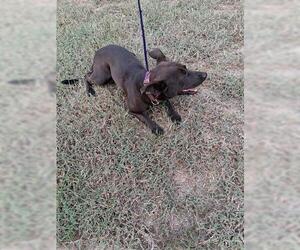 Labrador Retriever-Unknown Mix Dogs for adoption in Houston, TX, USA