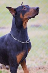 Doberman Pinscher Dogs for adoption in Pryor, OK, USA