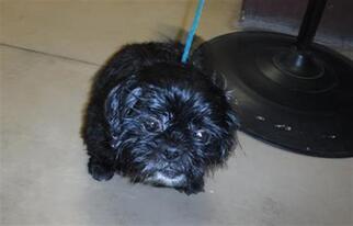Medium Photo #1 Shih Tzu Puppy For Sale in Sanford, FL, USA