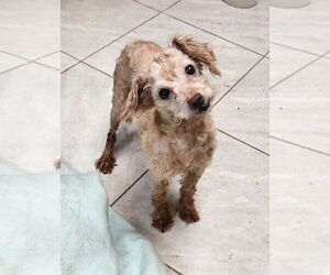 Mutt Dogs for adoption in Walnutport, PA, USA