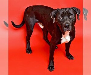 American Staffordshire Terrier Dogs for adoption in Ogden, UT, USA