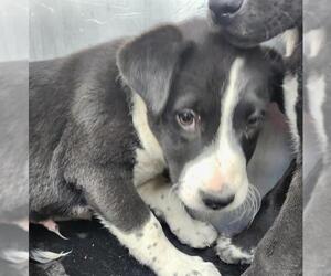 American Staffordshire Terrier-Unknown Mix Dogs for adoption in San Antonio, TX, USA