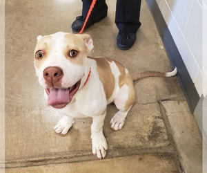 American Bulldog Dogs for adoption in Irving, TX, USA