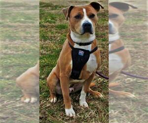 American Pit Bull Terrier Dogs for adoption in Centerton, AR, USA