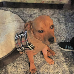 Medium Photo #1 American Staffordshire Terrier-Labrador Retriever Mix Puppy For Sale in San Juan Capistrano, CA, USA