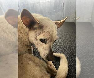 Chihuahua Dogs for adoption in San Antonio, TX, USA