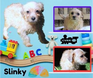 Mutt Dogs for adoption in Lindsay, CA, USA