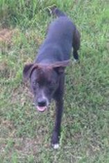 Boston Terrier Dogs for adoption in Eastman, GA, USA