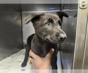 German Shepherd Dog Dogs for adoption in Santa Cruz, CA, USA
