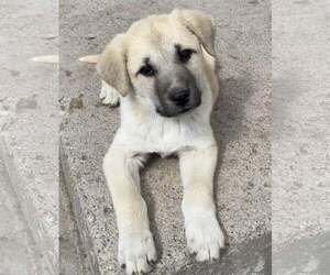 Great Pyrenees-Unknown Mix Dogs for adoption in Sandy, UT, USA