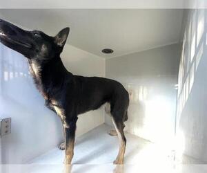 German Shepherd Dog Dogs for adoption in Houston, TX, USA