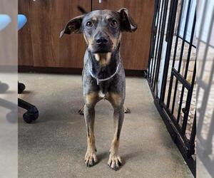Miniature Pinscher Dogs for adoption in Houston, TX, USA