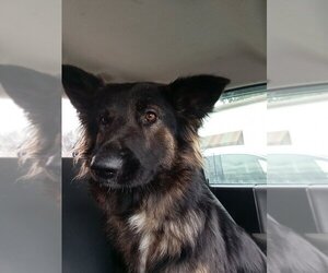 Anatolian Shepherd-German Shepherd Dog Mix Dogs for adoption in LOGANVILLE, GA, USA